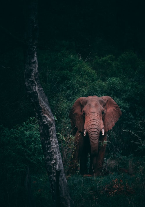 Wildlife Tours